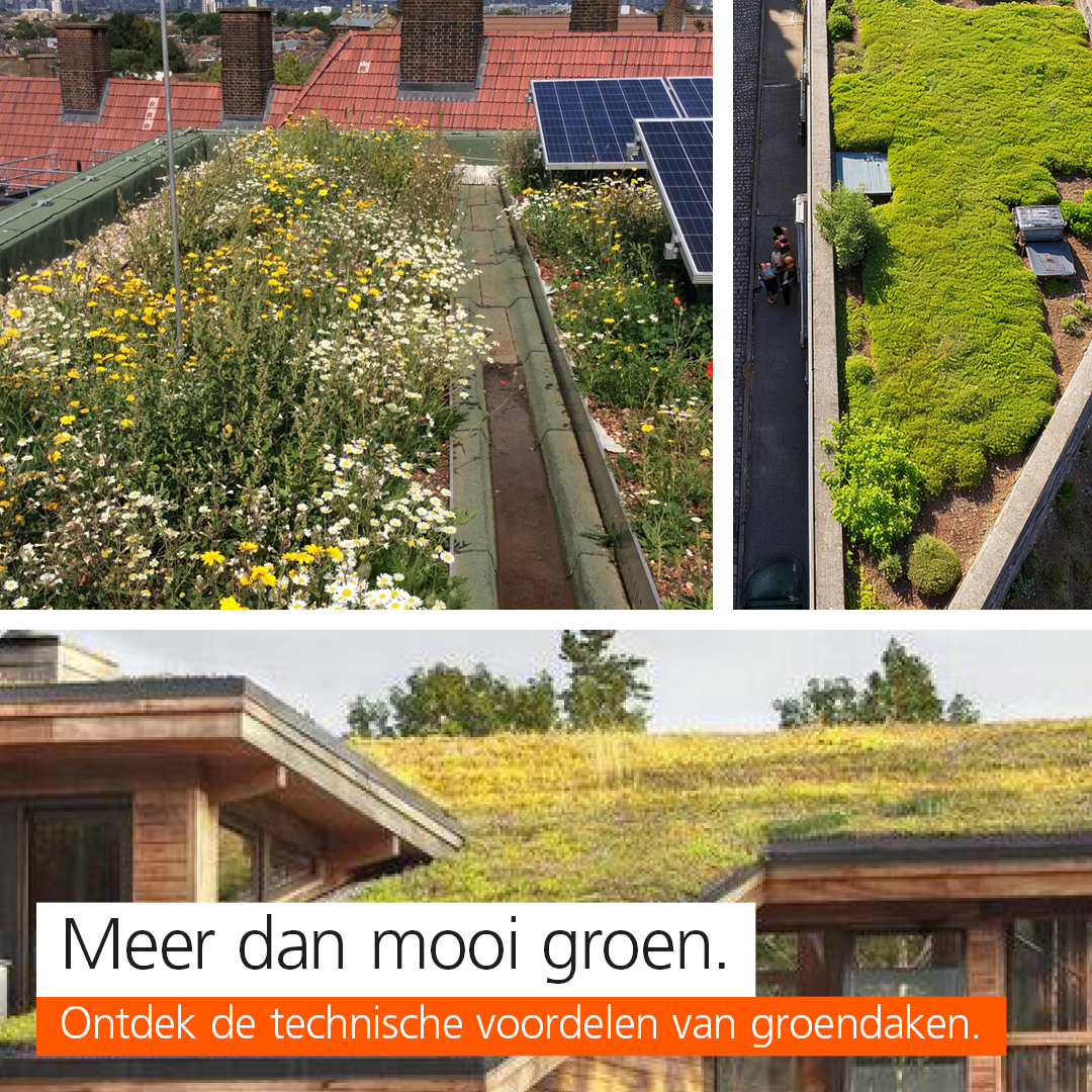 socials_events-workshops_groene-daken_8 socials_events-workshops_groene-daken_8